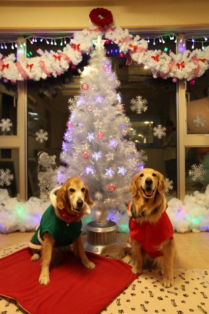 ファイル 2771-1.jpg