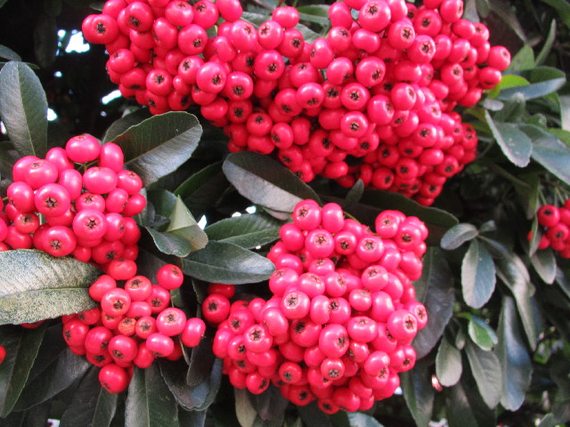 ファイル 2782-1.jpg