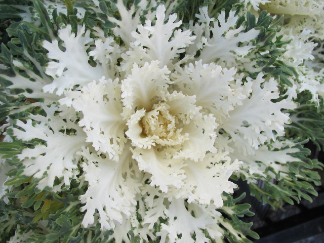 ファイル 2783-5.jpg