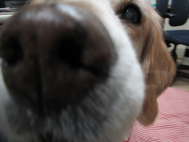 ファイル 2784-2.jpg