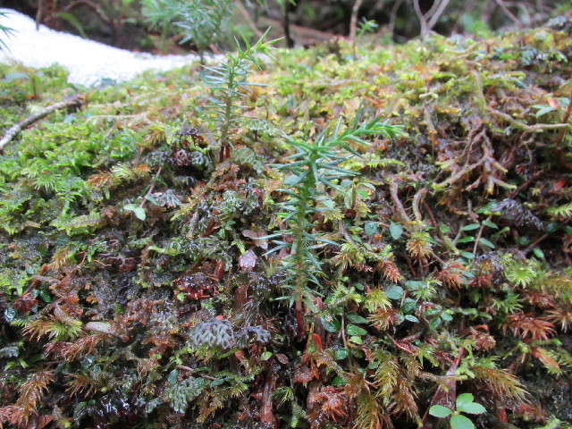 ファイル 2815-3.jpg