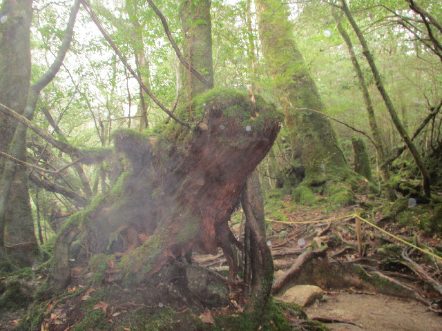 ファイル 2821-1.jpg