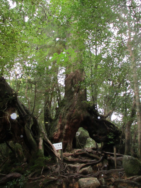 ファイル 2821-2.jpg