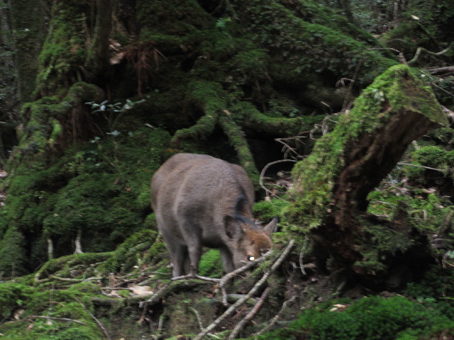 ファイル 2822-1.jpg