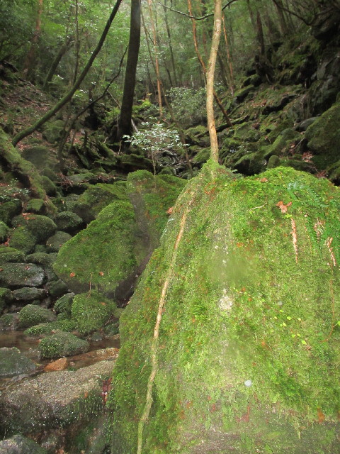 ファイル 2822-3.jpg