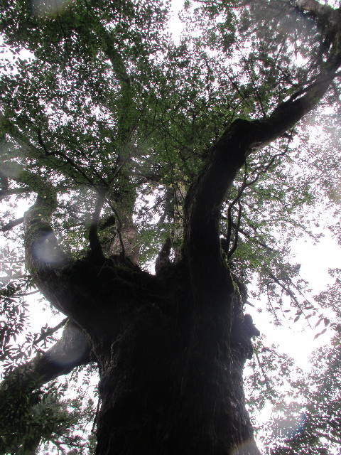 ファイル 2823-3.jpg