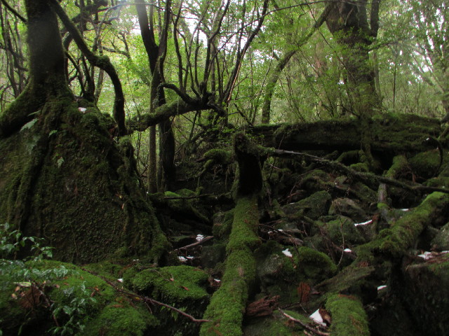 ファイル 2824-1.jpg