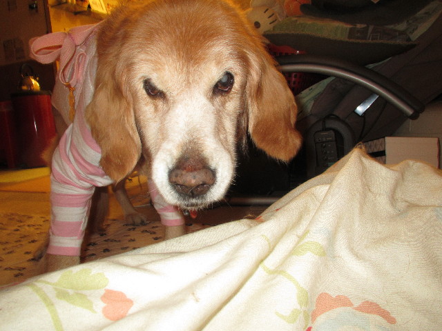 ファイル 2829-4.jpg