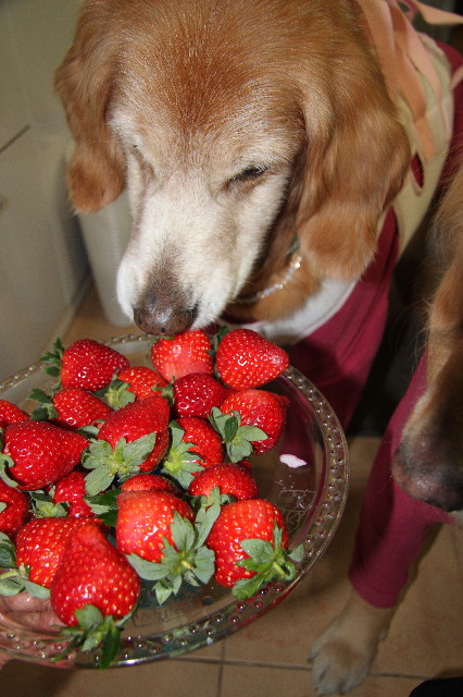 ファイル 2849-1.jpg