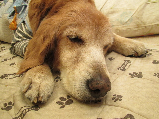 ファイル 2854-1.jpg