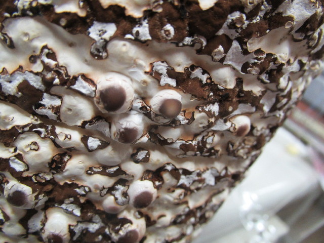 ファイル 2856-5.jpg