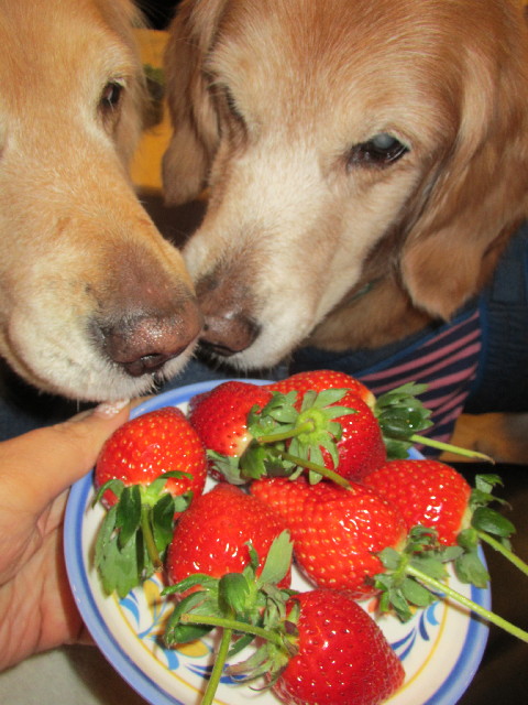 ファイル 2859-2.jpg