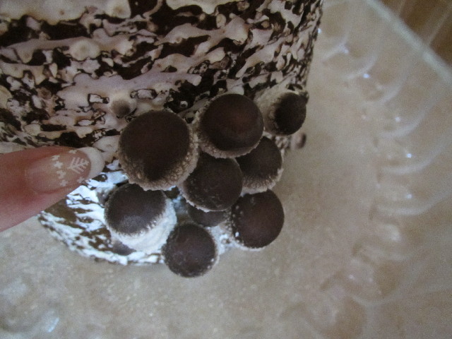 ファイル 2859-4.jpg