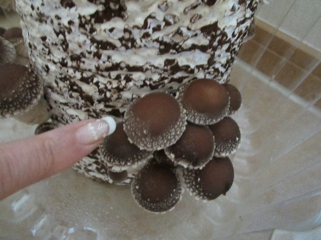 ファイル 2860-4.jpg