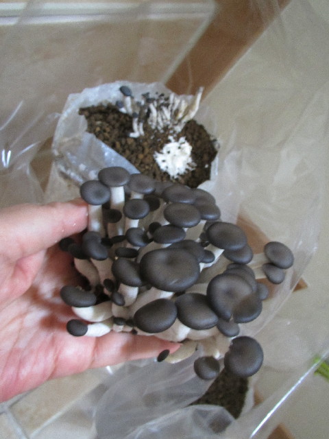 ファイル 2863-2.jpg