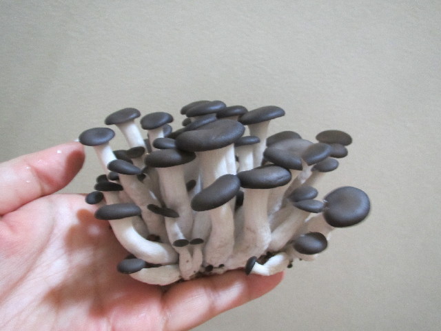 ファイル 2863-3.jpg