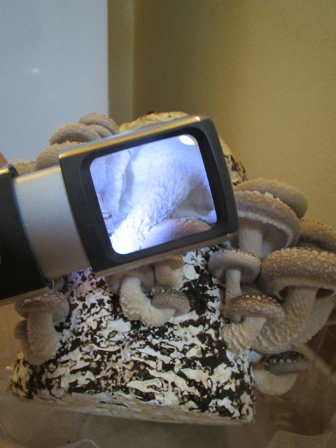 ファイル 2866-2.jpg