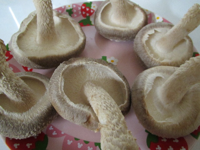 ファイル 2866-5.jpg