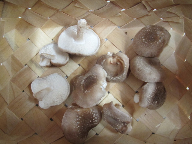 ファイル 2872-4.jpg