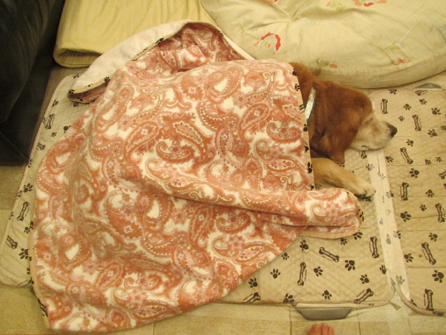 ファイル 2874-1.jpg