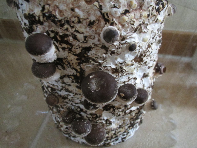 ファイル 2881-5.jpg