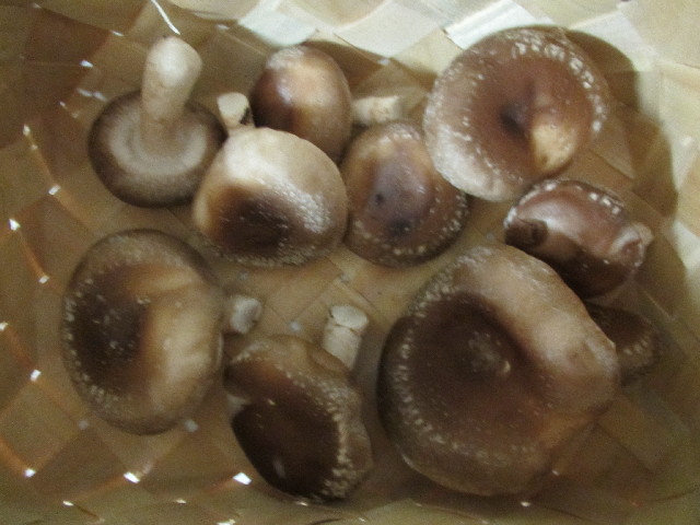 ファイル 2883-4.jpg