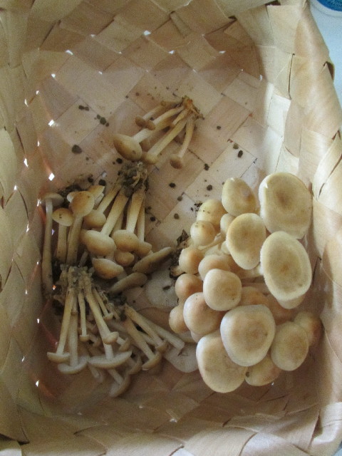 ファイル 2898-2.jpg