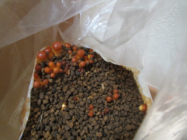 ファイル 2898-4.jpg