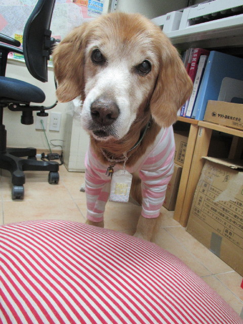 ファイル 2899-1.jpg