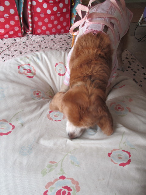 ファイル 2900-2.jpg