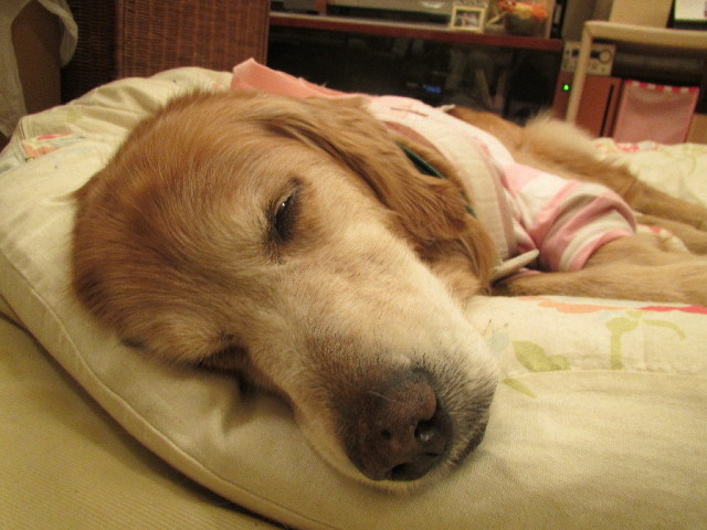 ファイル 2905-5.jpg