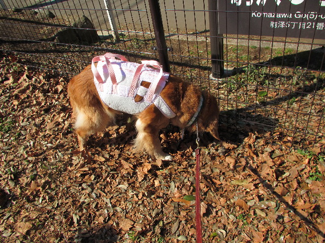 ファイル 2907-1.jpg