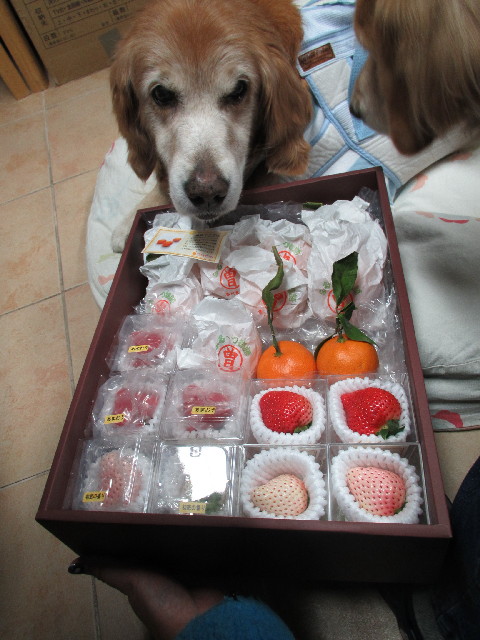 ファイル 2910-2.jpg