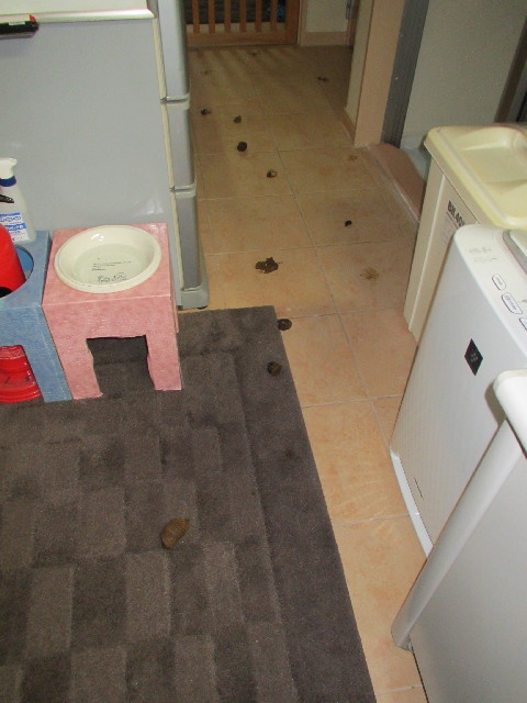 ファイル 2918-2.jpg