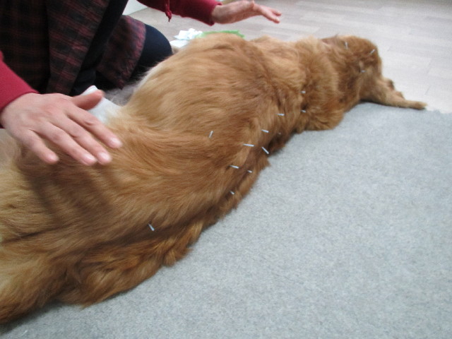 ファイル 2923-2.jpg