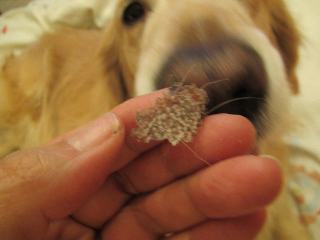 ファイル 2934-2.jpg