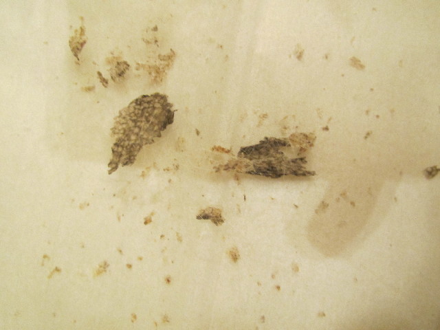 ファイル 2934-3.jpg