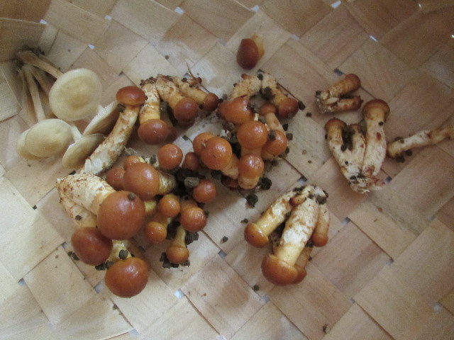 ファイル 2934-5.jpg