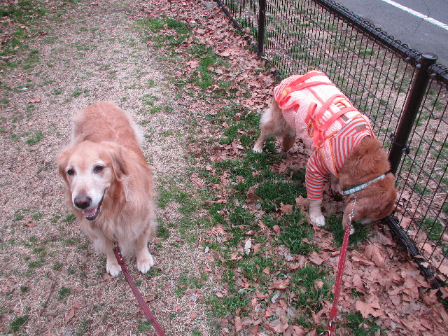 ファイル 2935-2.jpg