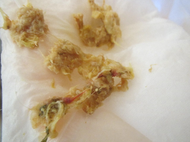 ファイル 2944-1.jpg