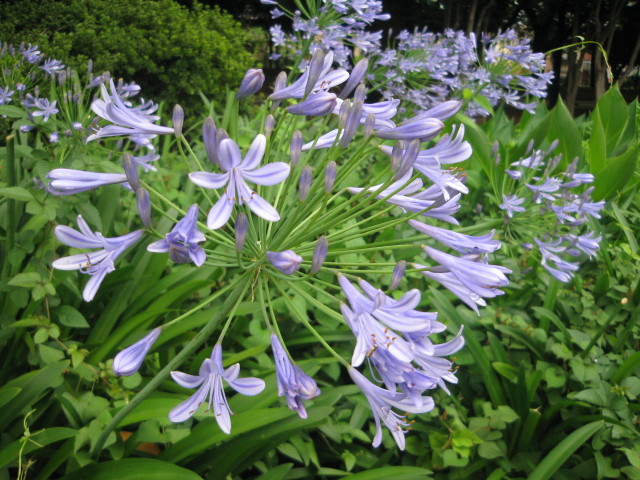 ファイル 295-1.jpg