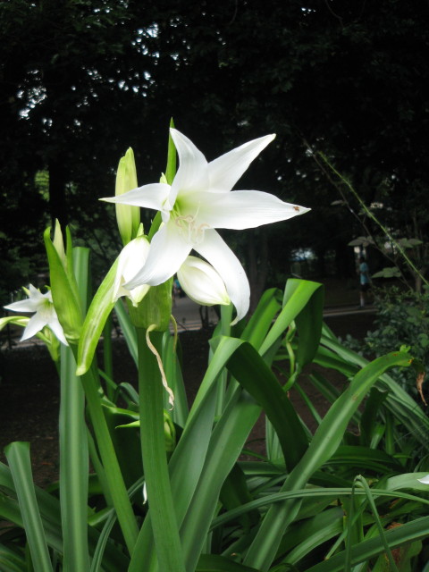 ファイル 295-3.jpg