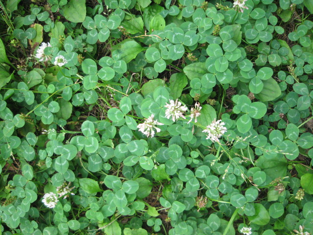 ファイル 295-4.jpg