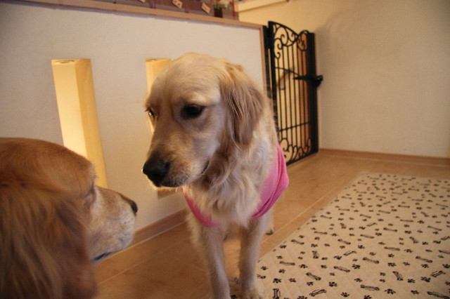 ファイル 2954-4.jpg