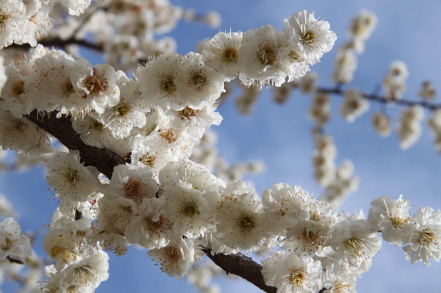 ファイル 2964-2.jpg