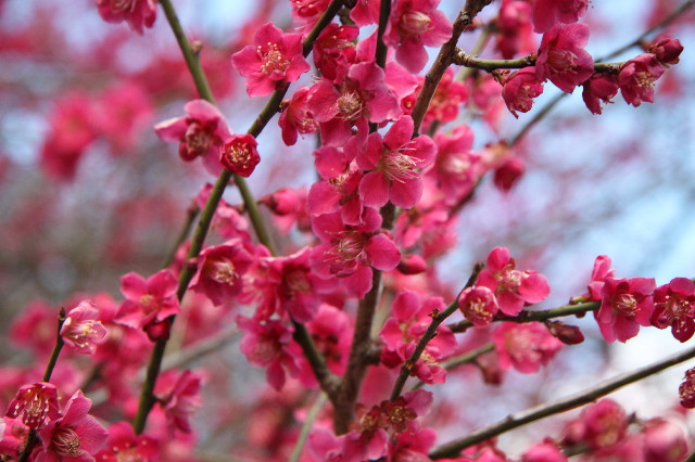 ファイル 2964-3.jpg