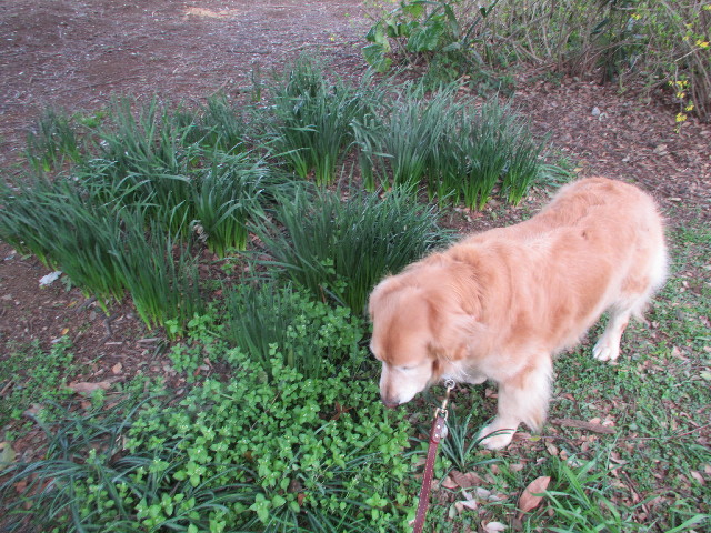 ファイル 2975-4.jpg