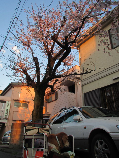 ファイル 2985-2.jpg