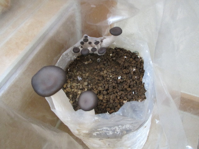 ファイル 2986-2.jpg