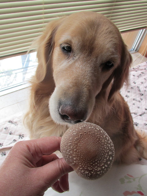 ファイル 2986-5.jpg